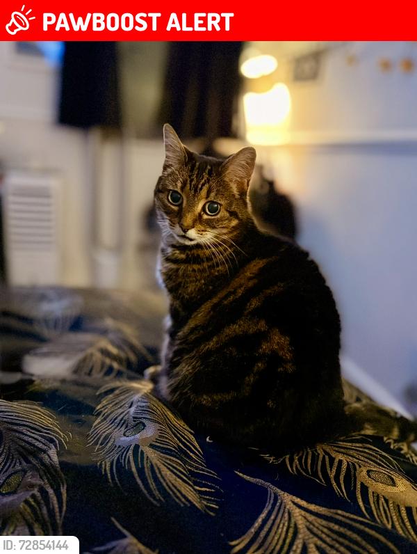 Lost Female Cat last seen Top of Scorton avenue, just off grange road. , Blackpool, England FY3 7EJ