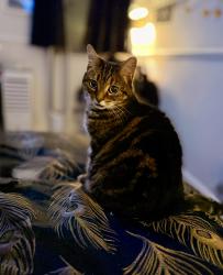 Lost Female Cat last seen Top of Scorton avenue, just off grange road. , Blackpool, England FY3 7EJ