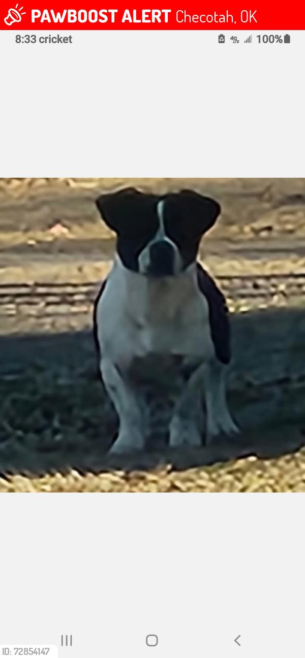 Lost Male Dog last seen East gentry checatoh Oklahoma by the daycare, Checotah, OK 74426
