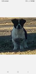 Lost Male Dog last seen East gentry checatoh Oklahoma by the daycare, Checotah, OK 74426