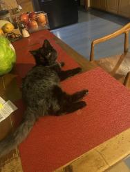 Lost Male Cat last seen Orangewood/Della Lane, Anaheim, CA 92802