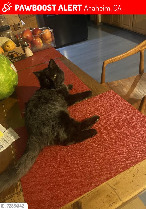 Lost Male Cat last seen Orangewood/Della Lane, Anaheim, CA 92802