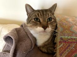 Lost Male Cat last seen Near Ontario Street, Havre de Grace, MD 21078