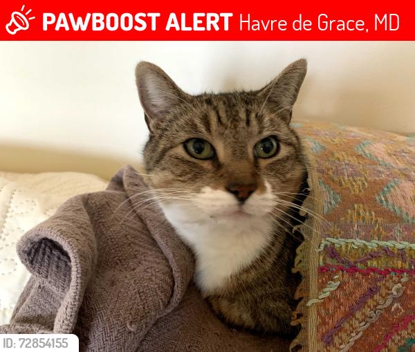 Lost Male Cat last seen Near Ontario Street, Havre de Grace, MD 21078