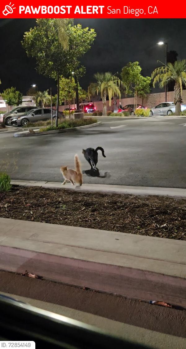 Lost Unknown Cat last seen In n Out parking lot, San Diego, CA 92154