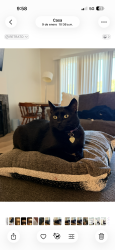 Lost Female Cat last seen Alta loma Dr and bonita mesa rd, Bonita, CA 91902