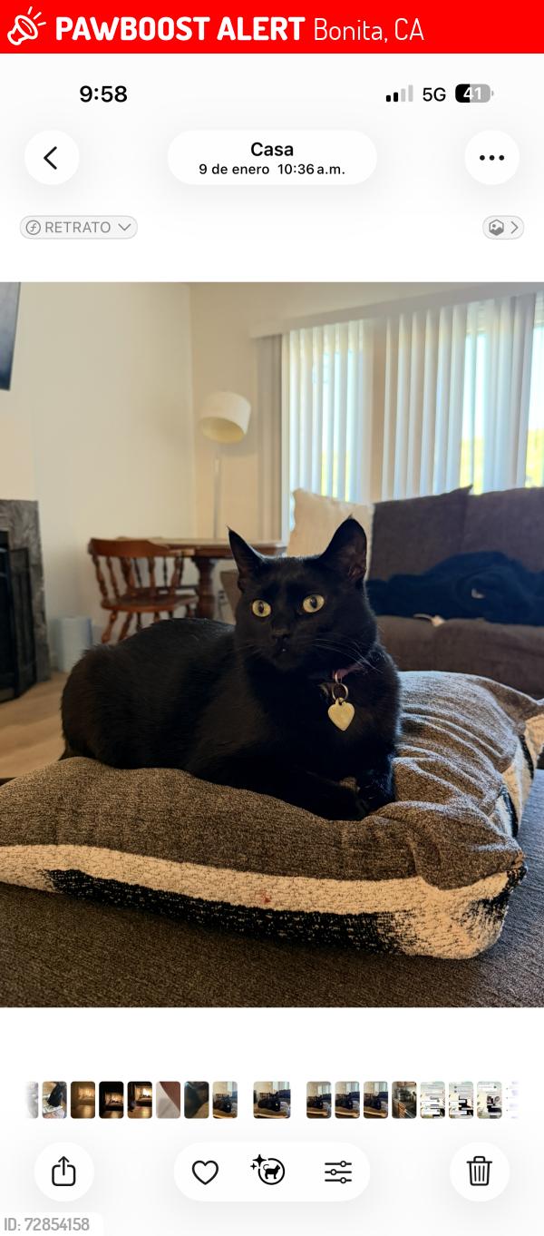 Lost Female Cat last seen Alta loma Dr and bonita mesa rd, Bonita, CA 91902