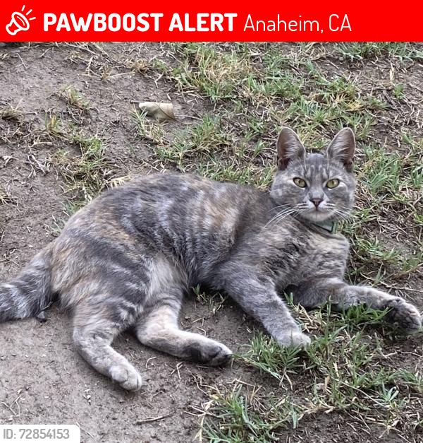 Lost Female Cat last seen HASTER AND ORANGEWOOD IN ANAHEIM, Anaheim, CA 92815