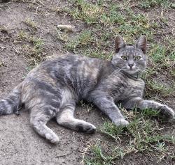 Lost Female Cat last seen HASTER AND ORANGEWOOD IN ANAHEIM, Anaheim, CA 92815