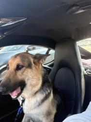 Lost Female Dog last seen Teleg Rd, Houston, TX 77095