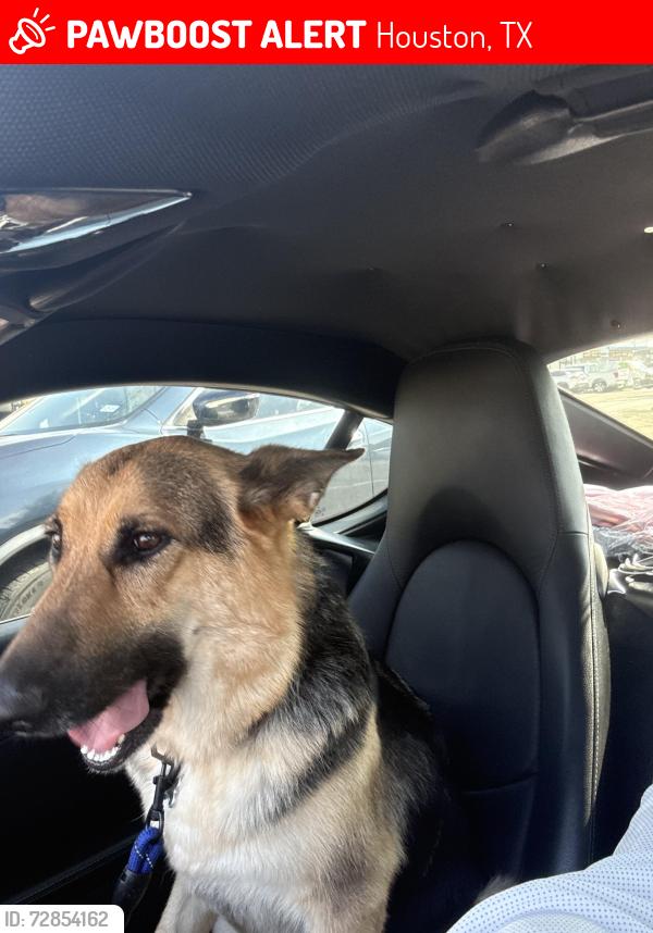 Lost Female Dog last seen Teleg Rd, Houston, TX 77095