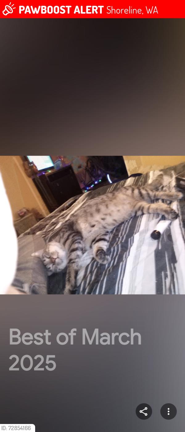 Lost Male Cat last seen Dayton ave , Shoreline, WA 98133