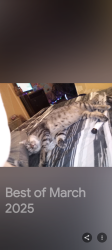 Lost Male Cat last seen Dayton ave , Shoreline, WA 98133