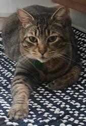 Lost Male Cat last seen North dakota and greenburg , Tigard, OR 97223