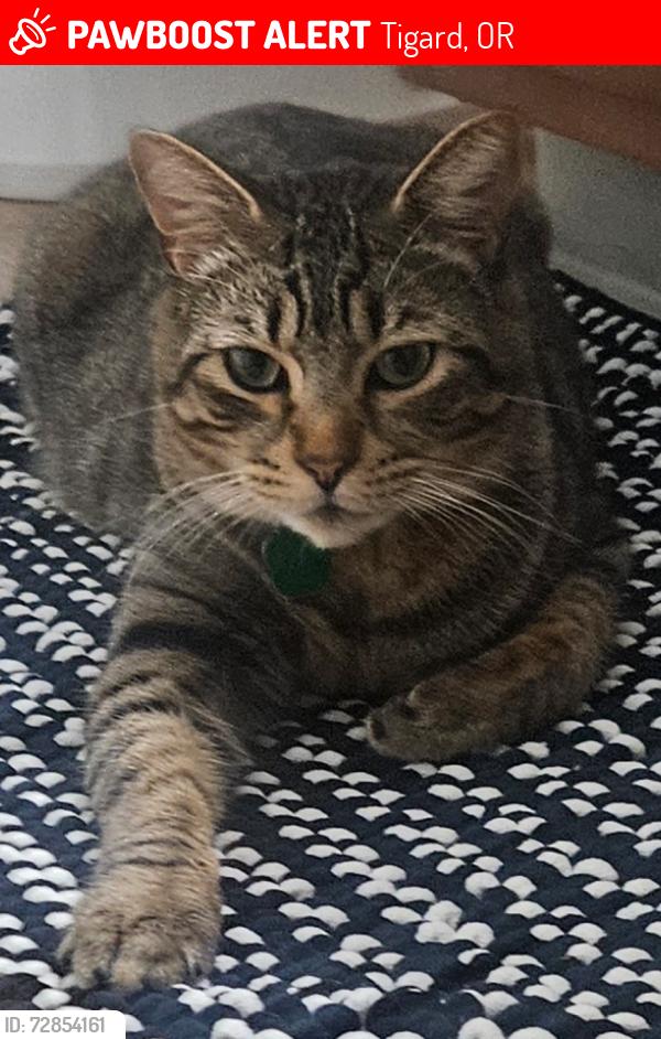 Lost Male Cat last seen North dakota and greenburg , Tigard, OR 97223