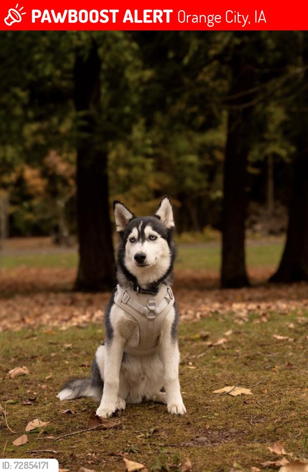 Lost Male Dog last seen Seventh Street NE, Orange city, IA , Orange City, IA 51041