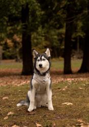 Lost Male Dog last seen Seventh Street NE, Orange city, IA , Orange City, IA 51041