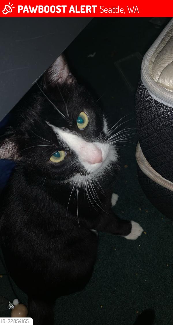 Lost Male Cat last seen SW Roxbury St, Seattle, WA 98106