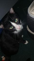 Lost Male Cat last seen SW Roxbury St, Seattle, WA 98106