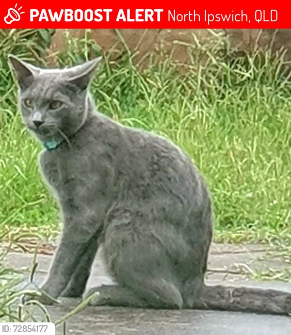Lost Male Cat last seen Flint street , North Ipswich, QLD 4305