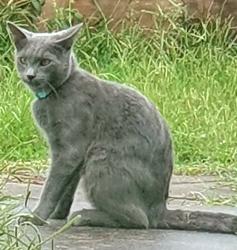 Lost Male Cat last seen Flint street , North Ipswich, QLD 4305