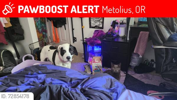 Lost Female Dog last seen Butte ave, Metolius, OR 97741