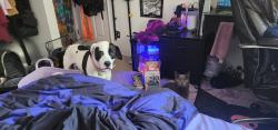Lost Female Dog last seen Butte ave, Metolius, OR 97741