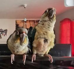 Lost Male Bird last seen Waco, Lamont, CA 93241