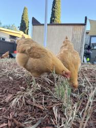 Lost Female Bird last seen Clinton st , San Diego, CA 92113
