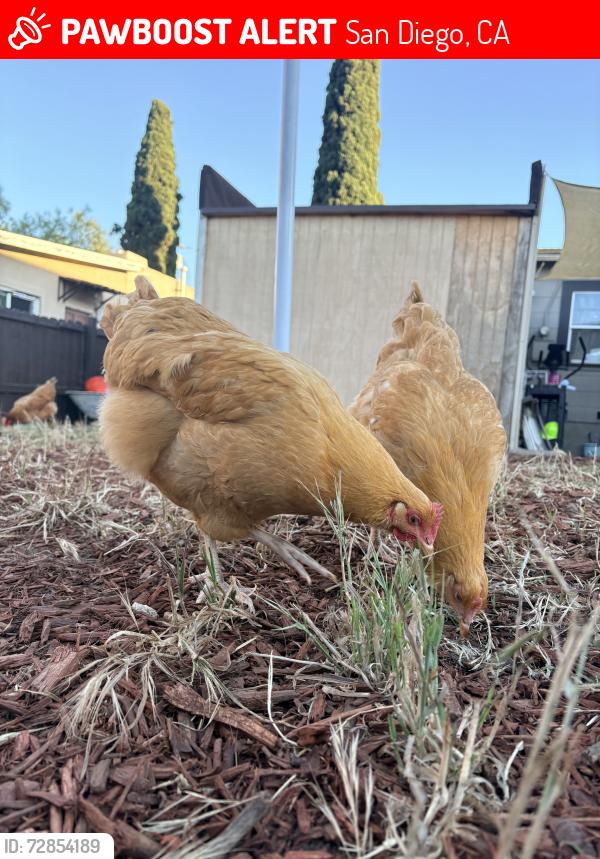 Lost Female Bird last seen Clinton st , San Diego, CA 92113