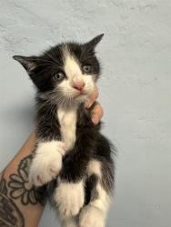 Shelter Stray Male Cat last seen BORN AT FOSTER, Bakersfield, CA 93308