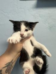 Shelter Stray Male Cat last seen BORN AT FOSTER, Bakersfield, CA 93308