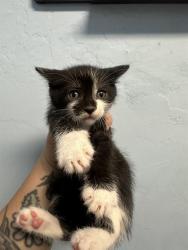 Shelter Stray Male Cat last seen BORN AT FOSTER, Bakersfield, CA 93308