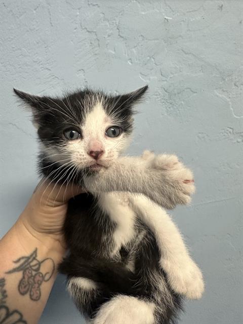 Shelter Stray Male Cat last seen BORN AT FOSTER, Bakersfield, CA 93308
