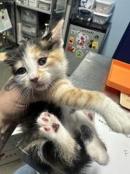 Shelter Stray Female Cat last seen BORN AT FOSTER, Bakersfield, CA 93308