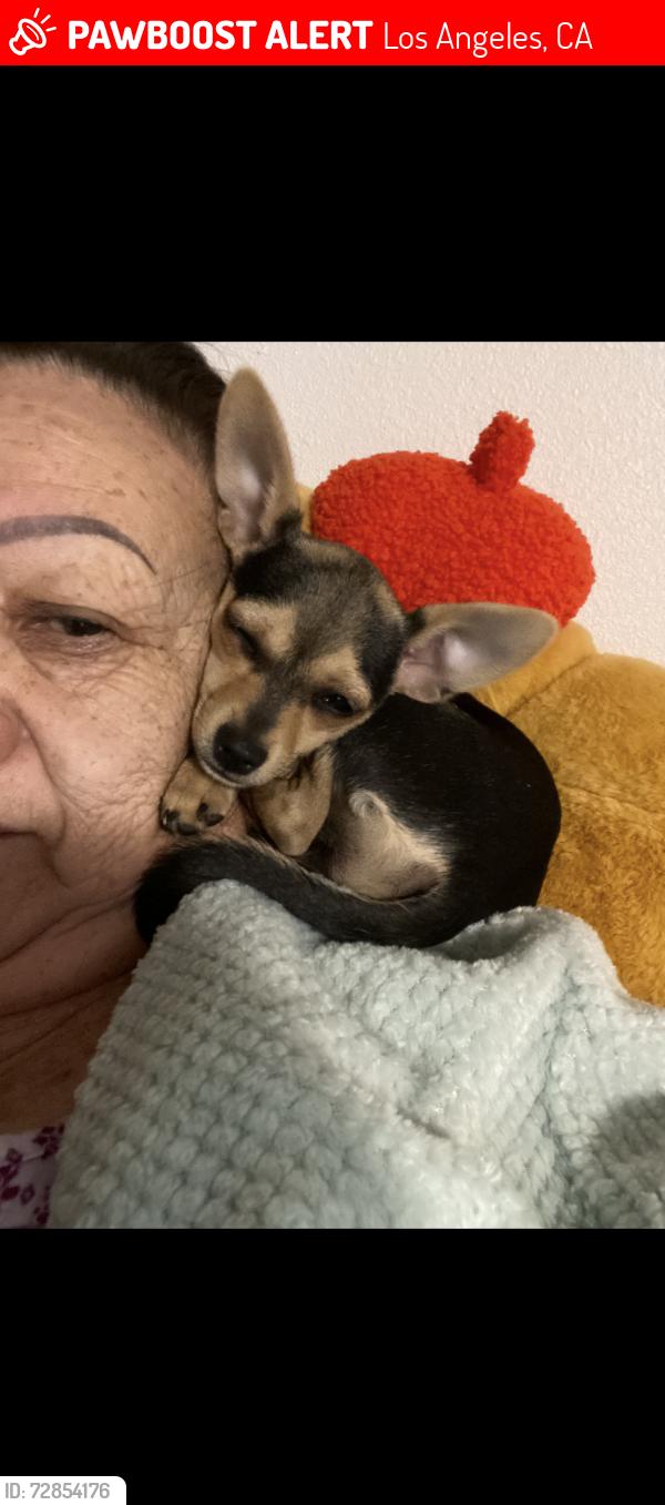 Lost Female Dog last seen Wheeler Ave & Tyler St, Los Angeles, CA 91342