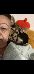 Lost Female Dog last seen Wheeler Ave & Tyler St, Los Angeles, CA 91342