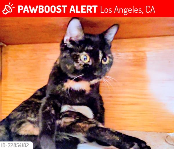 Lost Female Cat last seen Near Santa Monica Blvd. , Los Angeles, CA 90029