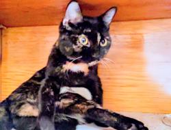 Lost Female Cat last seen Near Santa Monica Blvd. , Los Angeles, CA 90029
