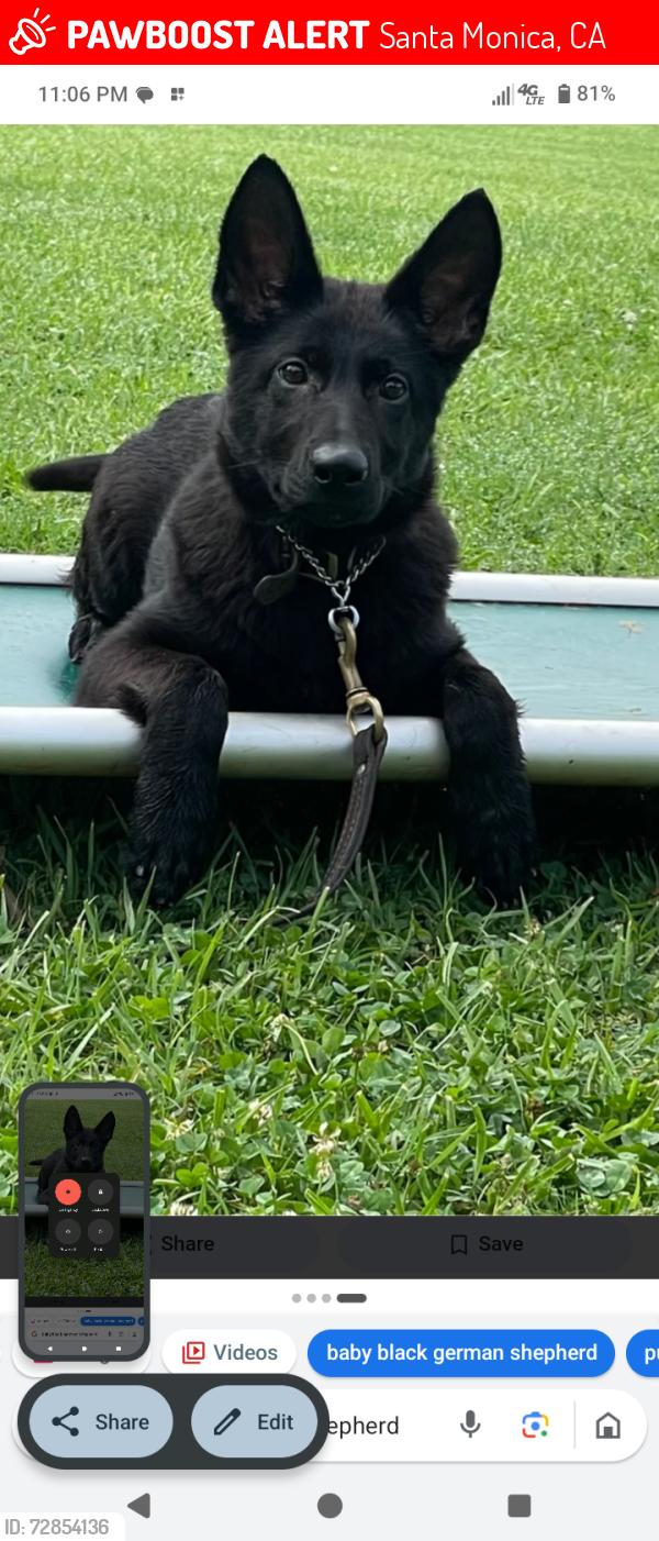 Lost Female Dog last seen Exposition train started on Vermont and expotion bld, Santa Monica, CA 90401