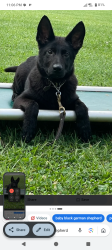 Lost Female Dog last seen Exposition train started on Vermont and expotion bld, Santa Monica, CA 90401