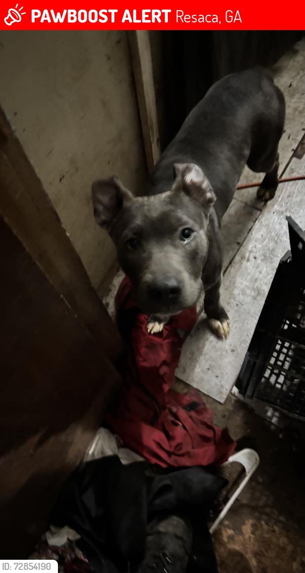Lost Male Dog last seen Old Dixie hwy and hwy 41, Resaca, GA 30735