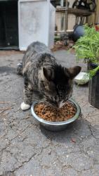 Reunited Male Cat last seen Nowhere Rd, Athens, GA 30601