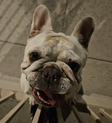 Found/Stray Female Dog last seen Lakeview & Yorba Linda Blvd, Yorba Linda, CA, Yorba Linda, CA 92886