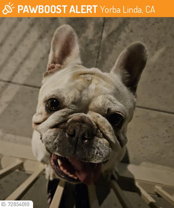 Found/Stray Female Dog last seen Lakeview & Yorba Linda Blvd, Yorba Linda, CA, Yorba Linda, CA 92886