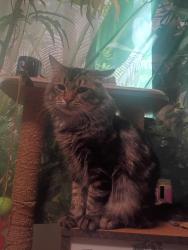 Lost Male Cat last seen Woodmark apmts , Tacoma, WA 98418