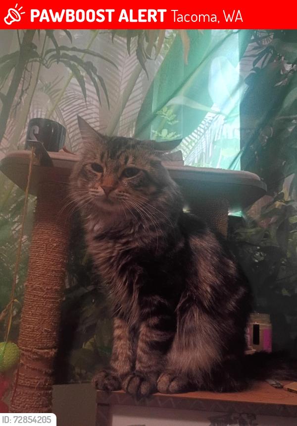 Lost Male Cat last seen Woodmark apmts , Tacoma, WA 98418