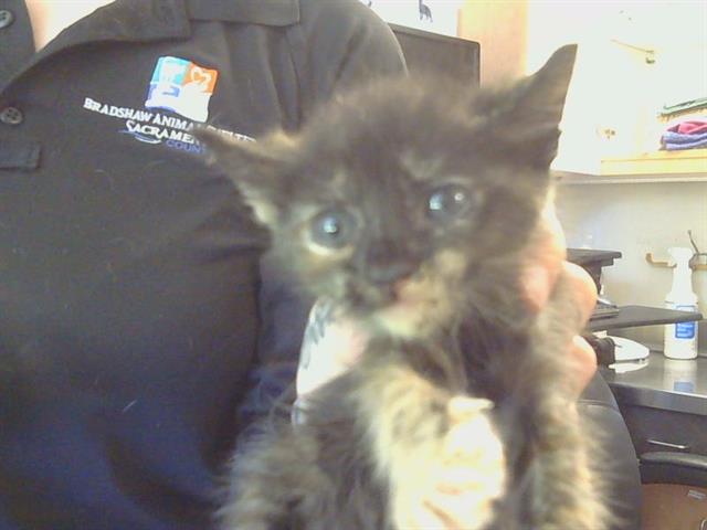 Shelter Stray Female Cat last seen ALTA MESA RD/ARNO RD, 95693, Sacramento, CA 95827