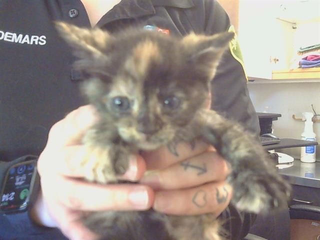 Shelter Stray Female Cat last seen ALTA MESA RD/ARNO RD, 95693, Sacramento, CA 95827