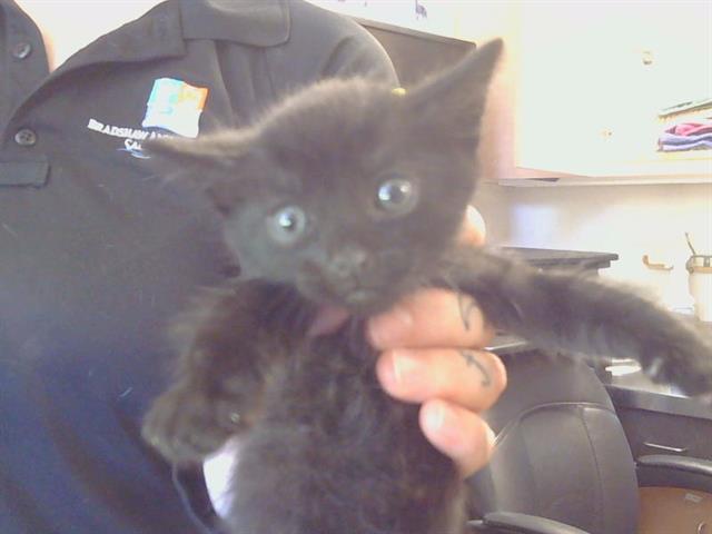 Shelter Stray Male Cat last seen ALTA MESA RD/ARNO RD, 95693, Sacramento, CA 95827
